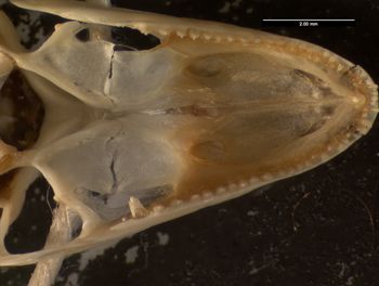 Media type: image;   Herpetology R-171408
